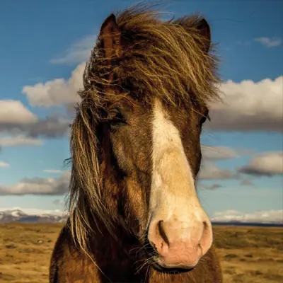 Ein älteres Pferd wartet auf sein Stronghorse Senior Granulat.