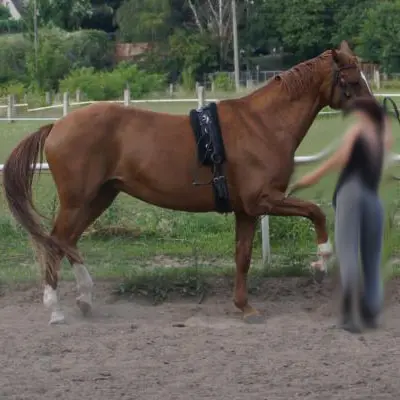 Stronghorse Erfahrungen - Trakehner Stute macht eine Stronghorse Therapie.