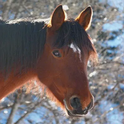 Pferd mit Atemwegsproblemen auf der Koppel