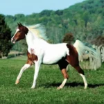 Apaloosa Stute