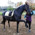 Pferd, Warmblut - Oldenburger hatte Mauke, COB, Borreliose und Arthrose, wurde erfolgreich therapiert.