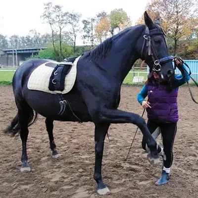 Pferd, Warmblut - Oldenburger hatte Mauke, COB, Borreliose und Arthrose, wurde erfolgreich therapiert.