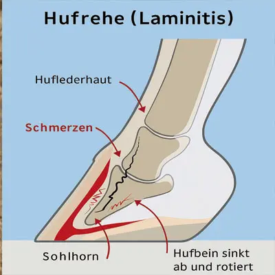 Hufrehe beim Pferd.