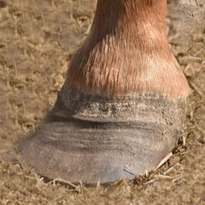 Hufrehe beim Pferd.